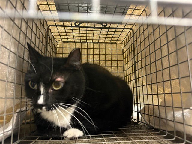 OATMEAL - Domestic Short Hair available for adoption