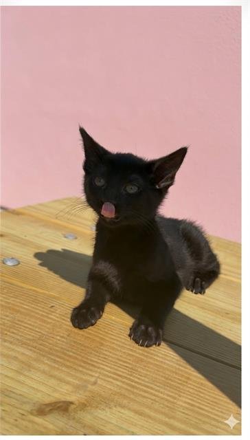 MIDNIGHT - Domestic Short Hair available for adoption