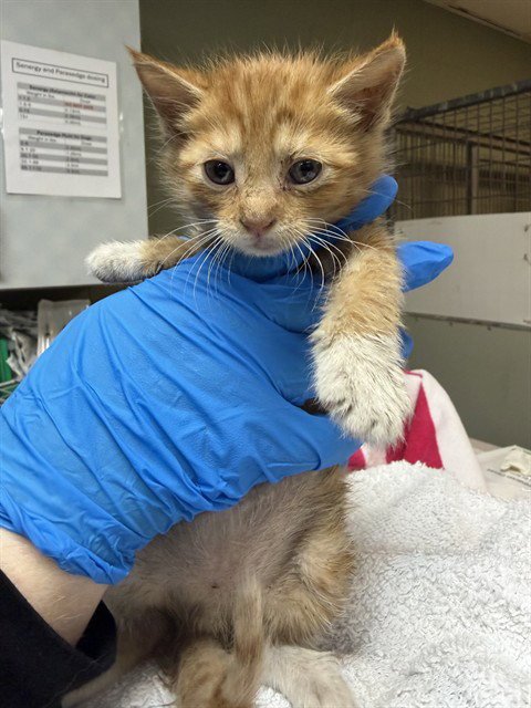 TANGERINE - Domestic Short Hair available for adoption
