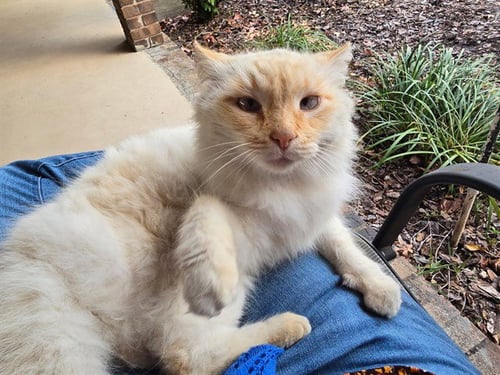 FRED - Domestic Long Hair available for adoption