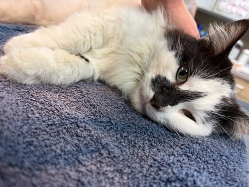 HARLEY - Domestic Long Hair available for adoption