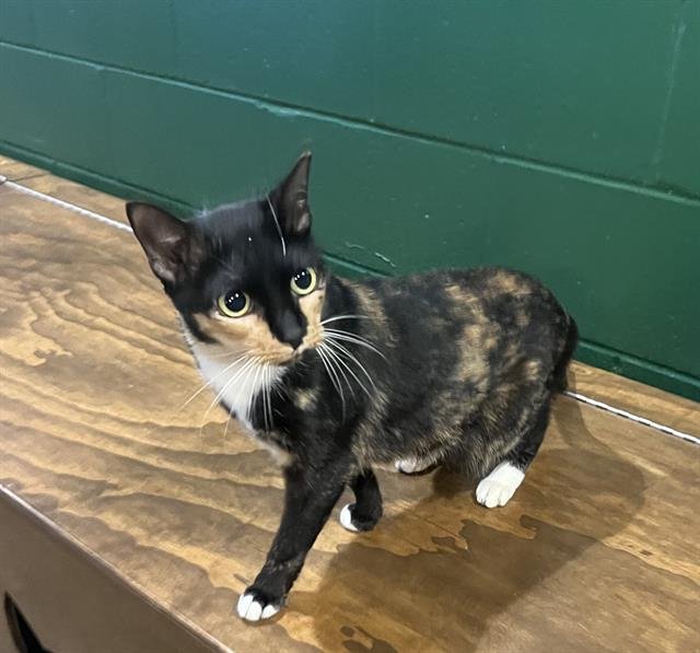 STACHE - Domestic Medium Hair available for adoption