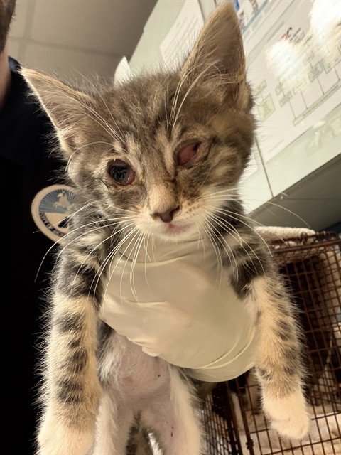 RHONDA - Domestic Short Hair available for adoption