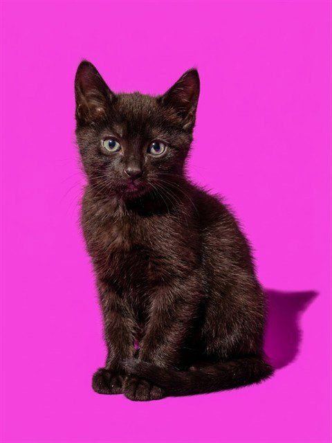 ERASER - Domestic Medium Hair available for adoption