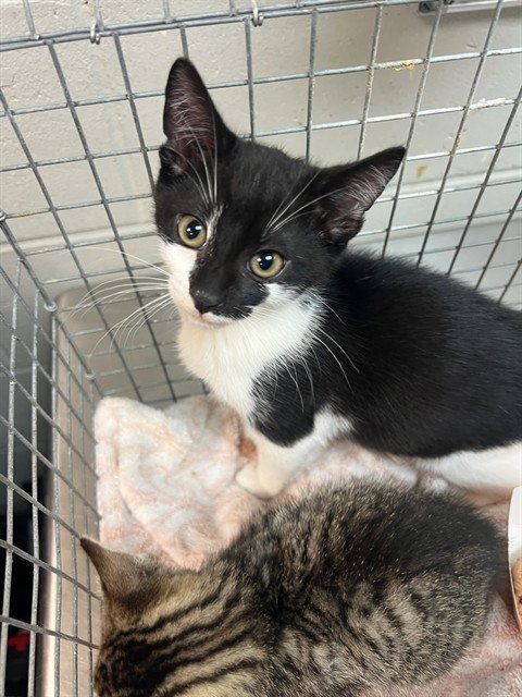 TILLY Image