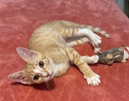 SPROUT - Domestic Medium Hair for adoption in Jacksonville