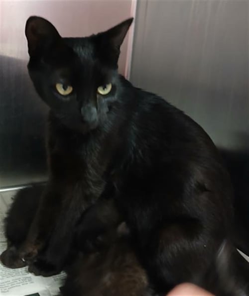 SJIJI - Domestic Short Hair available for adoption