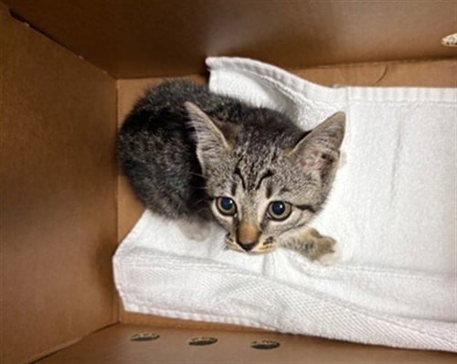 TABBYGIRL - Domestic Short Hair available for adoption