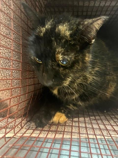 SPRINKLES - Domestic Medium Hair available for adoption