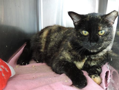 SPRINKLES - Domestic Medium Hair for adoption in Jacksonville