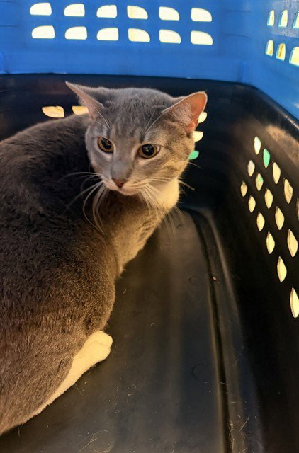 SERABI - Domestic Short Hair available for adoption