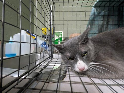 MADEA - Domestic Medium Hair available for adoption