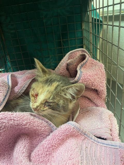 RASPBERRY - Domestic Short Hair available for adoption