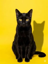 CASPER - Photo 1