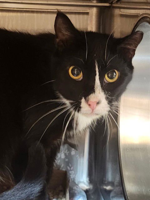 PENGUIN - Domestic Medium Hair for adoption in Jacksonville