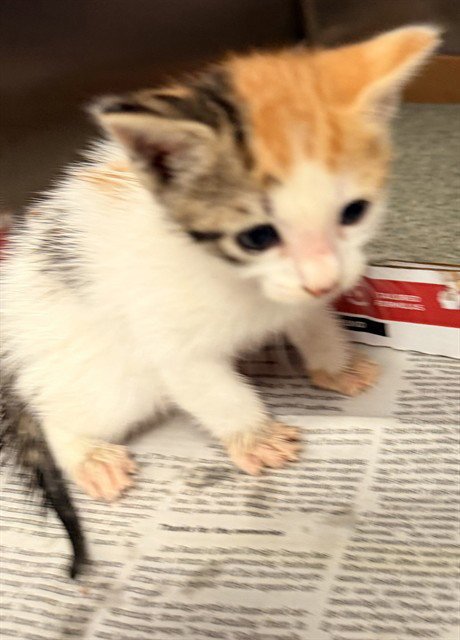 ASPEN - Domestic Short Hair available for adoption