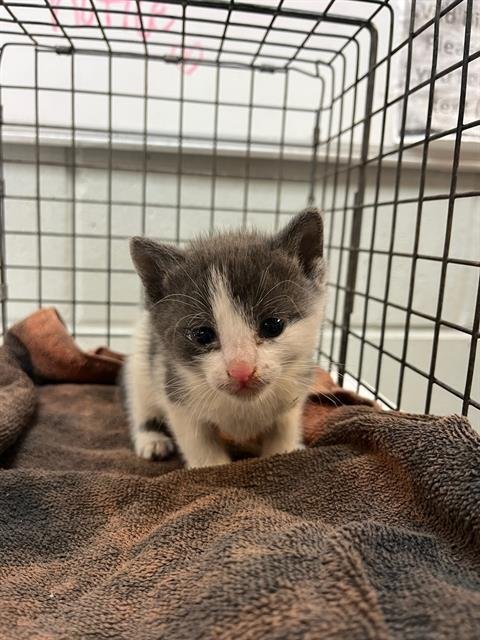 PINE - Domestic Short Hair available for adoption