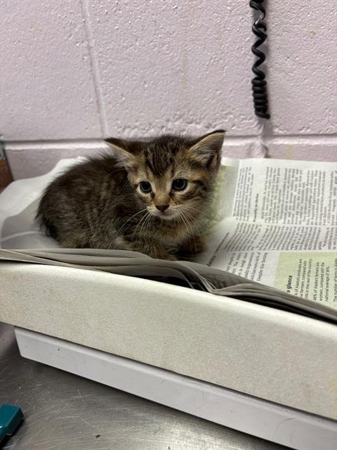 MIRANDA - Domestic Short Hair available for adoption