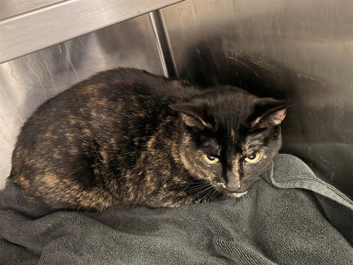 STASHA - Domestic Short Hair available for adoption