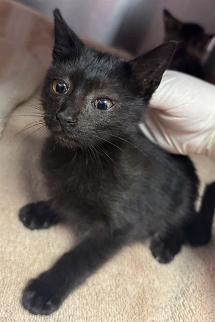 BOMBAY - Domestic Short Hair available for adoption