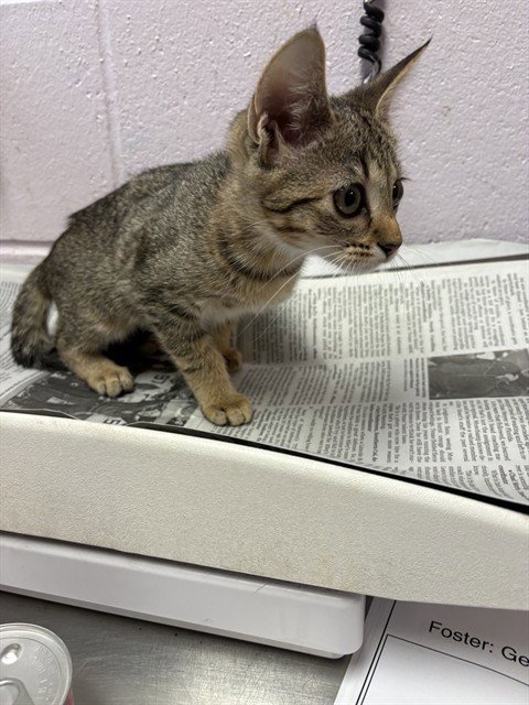 CHECKERS - Domestic Short Hair available for adoption