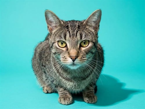 BIG BOSS ROSS - Domestic Short Hair available for adoption