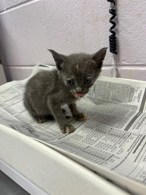 FILIPPA - Domestic Short Hair available for adoption
