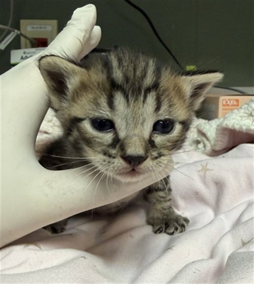 JUNO - Domestic Short Hair for adoption in Jacksonville