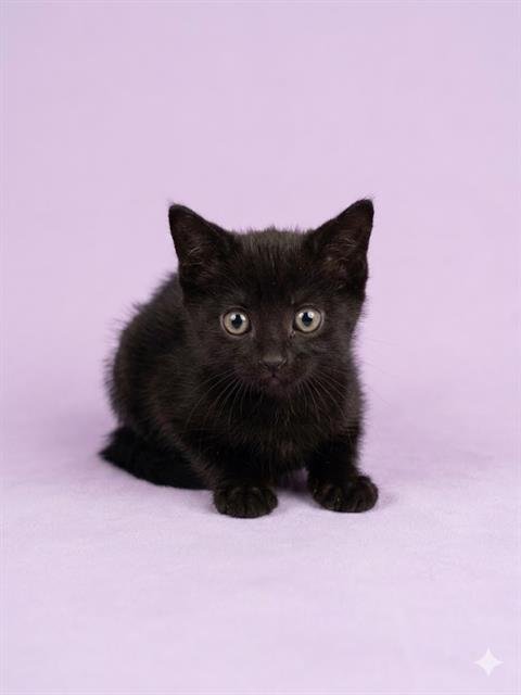 BUG WOMAN - Domestic Short Hair for adoption in Jacksonville