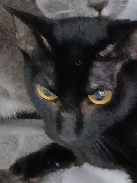 SASSAFRAS - Domestic Short Hair available for adoption