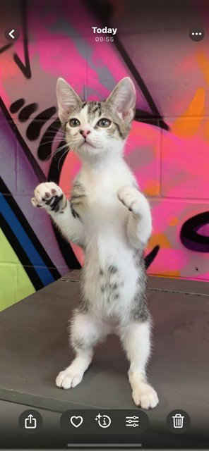AZRIEL - Domestic Short Hair available for adoption