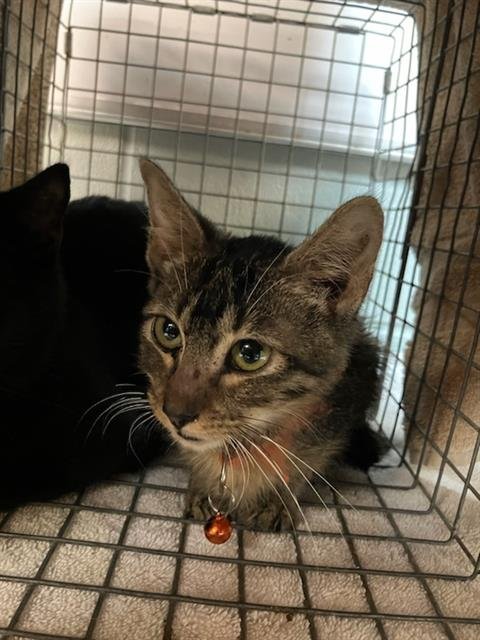 PAMELA - Domestic Short Hair for adoption in Jacksonville