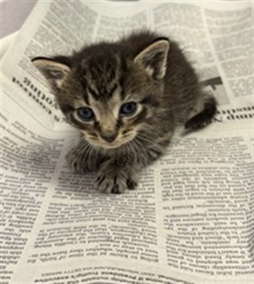 RANCH - Domestic Medium Hair available for adoption