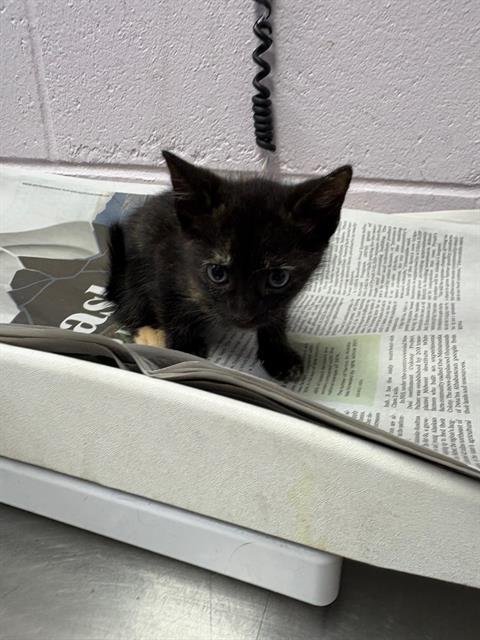 MAJA - Domestic Short Hair available for adoption