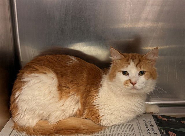 GOLLIATH - Domestic Long Hair available for adoption