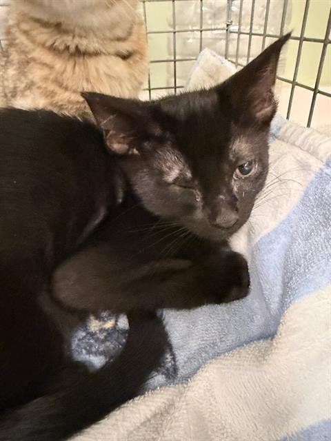 WOEBY - Domestic Short Hair available for adoption