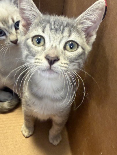 FOXIE - Domestic Medium Hair available for adoption