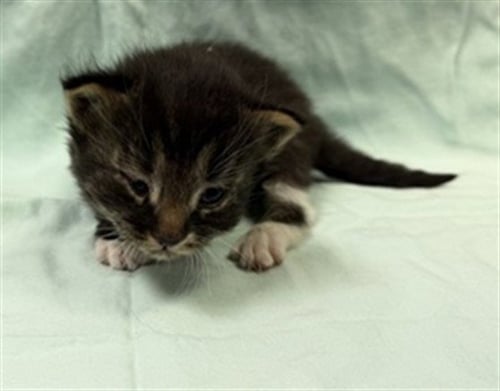 TBONE - Domestic Short Hair available for adoption