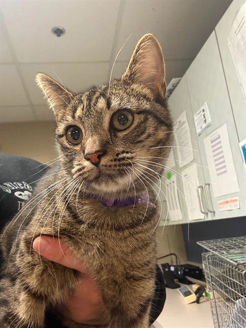 MISAKI - Domestic Short Hair available for adoption