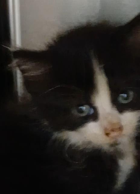 MCFLURRY - Domestic Long Hair available for adoption