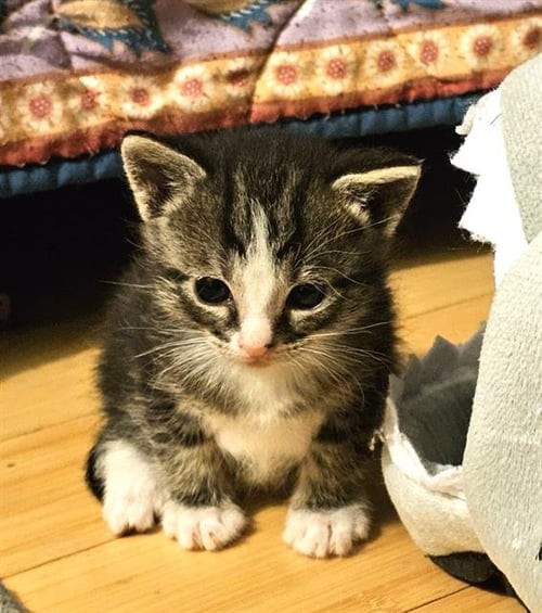 BJORN - Domestic Short Hair available for adoption