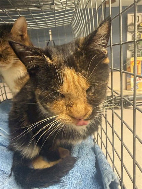 SEED - Domestic Short Hair available for adoption