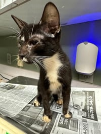 KITTY SMALLS - Photo 1