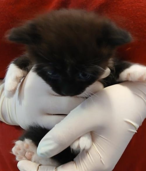 MONDAY - Domestic Short Hair available for adoption