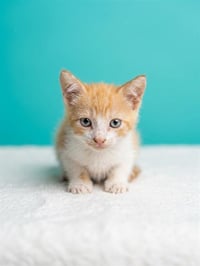 ORANGE CREAMSICLE - Photo 1