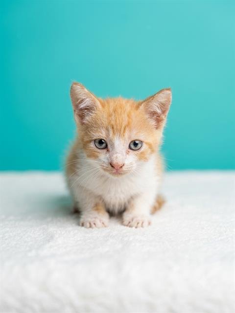 ORANGE CREAMSICLE - Domestic Short Hair available for adoption