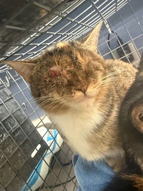 SESAME - Domestic Short Hair available for adoption