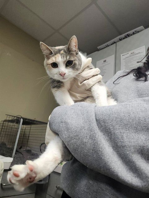 POCAHONTAS - Domestic Short Hair available for adoption