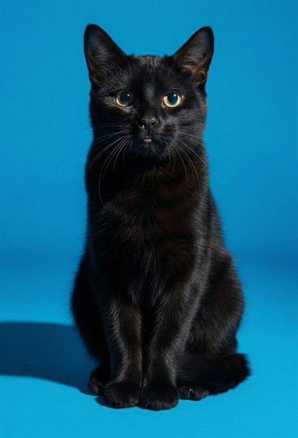 ROMEO - Domestic Short Hair available for adoption