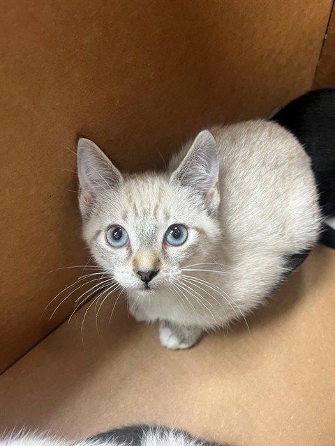 SNOWBALL - Domestic Short Hair for adoption in Jacksonville